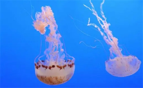 水母和海蜇是一种生物吗