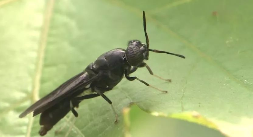 黑水虻生物转化