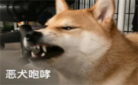 路上被狗袭击时，如何自救？