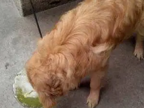 狗狗吐了一堆没有消化的东西 狗狗吐了一堆没有消化的东西