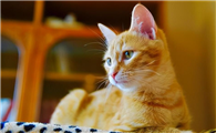 猫能活多少年的寿命