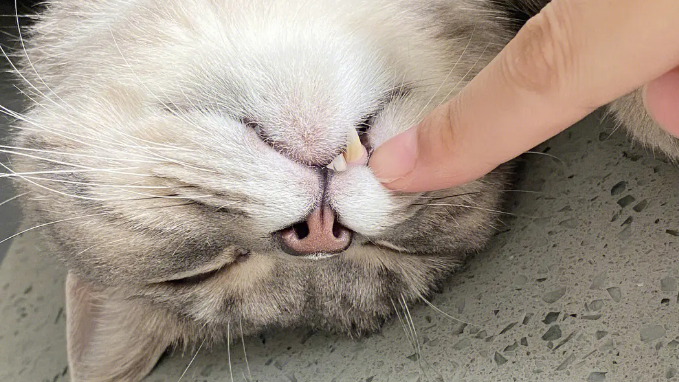 猫咪每分钟38次呼吸正常吗