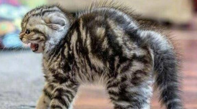 猫咪应激多久才能缓过来 猫咪应激多久才能缓过来