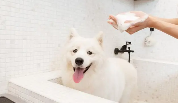 狗狗生完半个月能洗澡吗