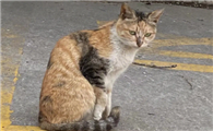 猫咪驼背是不是代表有软骨病