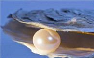 河蚌里面有珍珠吗?珍珠是怎么形成的?