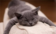 猫咪呕吐物判断表 猫咪呕吐物判断表