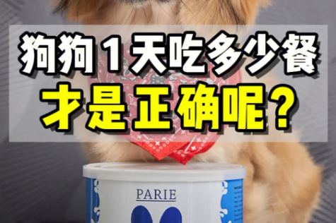 狗狗一天该吃多少食物大揭秘
