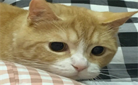 猫咪呕吐物颜色参照表