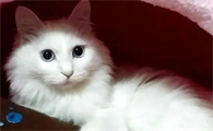 猫咪找主人的叫声