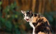 简州猫与狸花猫：探秘两种迷人猫咪的异同