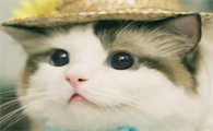 猫咪能吃酸奶吗