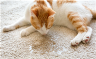 猫尿骚味怎么快速去除