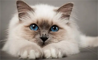 猫咪为什么会突然咬主人一口
