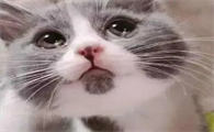 猫咪眼睛流泪分泌物多怎么回事