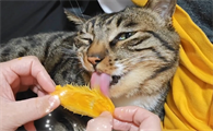 猫能吃芒果吗