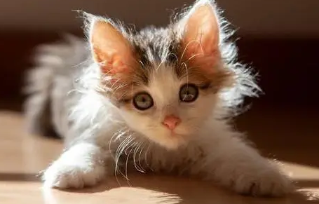 cfa认证猫舍 cfa认证猫舍