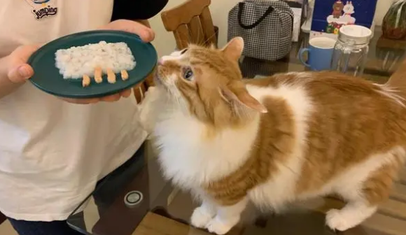 猫咪挑食怎么办