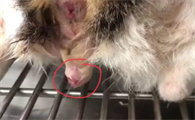 猫咪尿道口红肿发炎怎么治疗