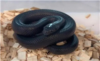 黑王蛇饲养方法