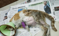 猫生了三个死胎