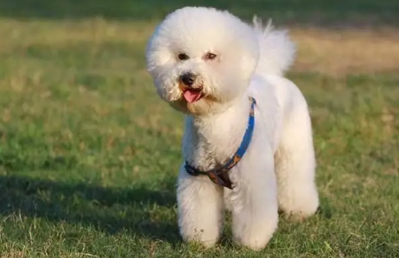萨摩耶犬的喂养：一份全面指南