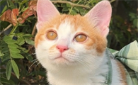 猫咪体内驱虫药什么牌子的好