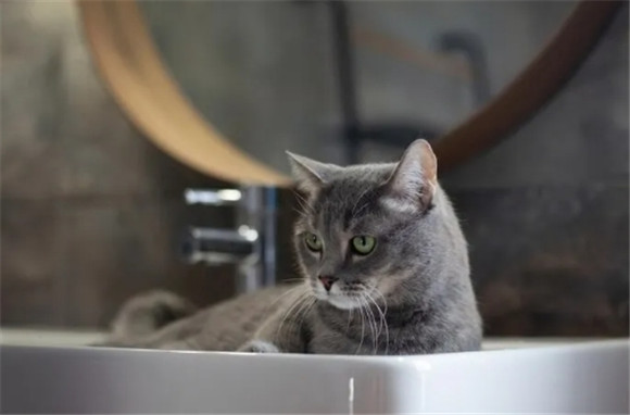 猫咪多久洗一次澡？帮猫咪洗澡需要注意些什么？