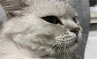 猫咪脂肪瘤怎么消除