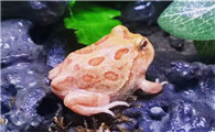 黄金角蛙多少钱一只
