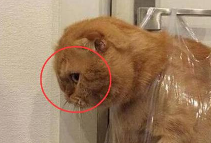 橘猫偷吃被逮着,惩罚方式让网友笑趴,橘猫:我不要面子的啊? 橘猫偷吃被逮着,惩罚方式让网友笑趴,橘猫:我不要面子的啊?