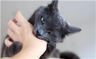 猫轻轻的咬人什么意思