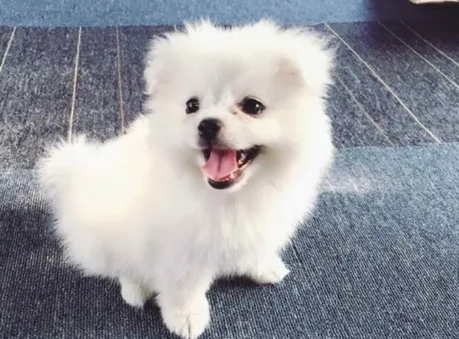 宁当富人的狗不当穷人家的人