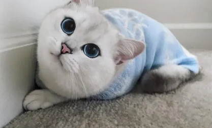 猫咪腋下有个软软的包 猫咪腋下有个软软的包