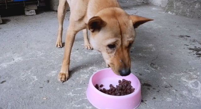 狗狗不吃狗粮用什么代替主食