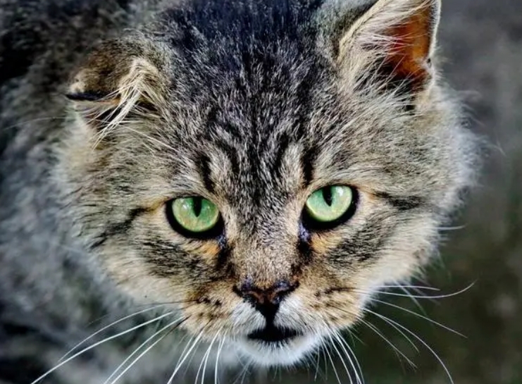 猫咪瞳孔变大变小是什么原因