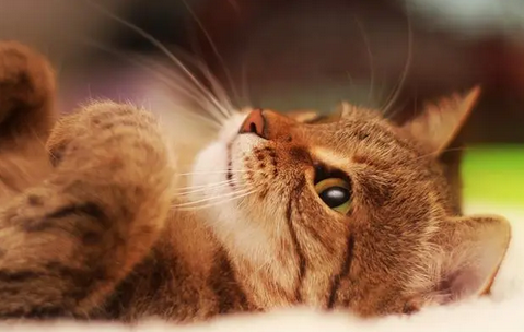 猫能吃羊肉吗