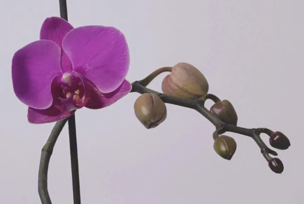 蝴蝶兰花多少天浇水一次