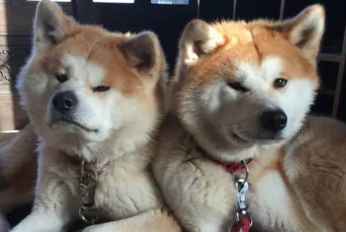 两只秋田犬睡觉总挤一起,连坐车都要争一窗 两只秋田犬睡觉总挤一起,连坐车都要争一窗