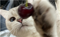 猫能吃樱桃吗