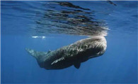 鲸是怎么呼吸的