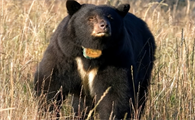 灰熊棕熊黑熊哪个最强