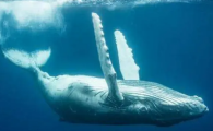 什么是鲸落万物生