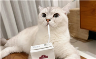 猫能喝椰汁吗