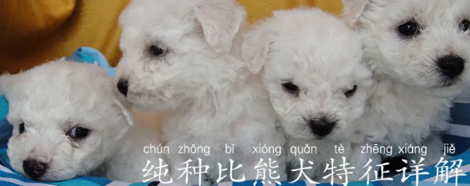纯种比熊犬特征详解，怎么辨别纯种比熊犬？