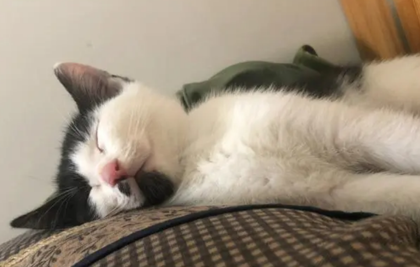 猫咪主动睡在我的脖子上 猫咪主动睡在我的脖子上