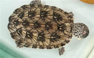 墨西哥蛋龟怎么养出放射纹