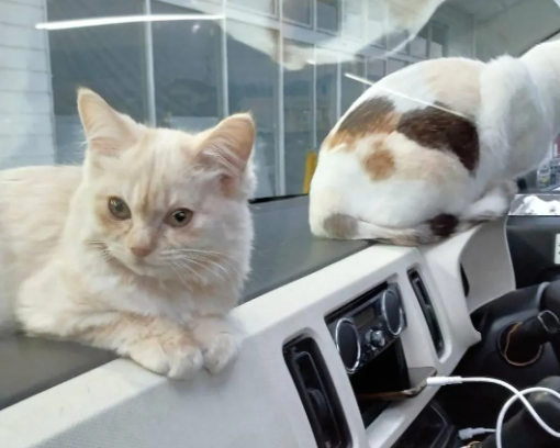 偶遇一台车内塞10只猫咪，志工担心虐猫急寻主人！