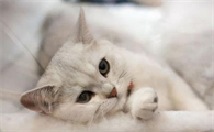 猫咪只发烧,没有其他症状