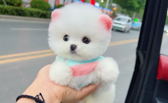 博美茶杯犬价格多少钱一只?5000到10000元 博美茶杯犬价格多少钱一只?5000到10000元